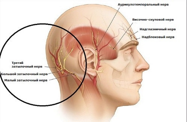 La cabeza duele en la parte de atrás por debajo cerca del cuello, en la parte de atrás de la cabeza, vómitos. Causas