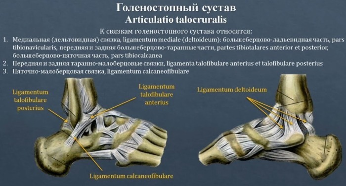 Ligamentos do tornozelo. Anatomia, foto de ressonância magnética, trauma