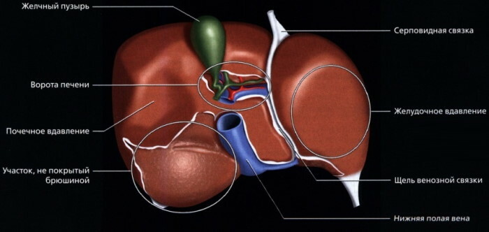 Leversegmenter på ultralyd, CT, MR -sektioner. Skema, foto