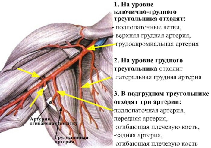 Yläraajan valtimot. Anatomia, kaavio, taulukko, topografia
