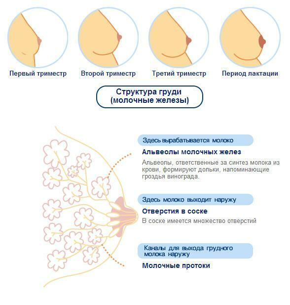 Structure of the breast