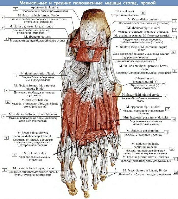 Žmogaus kojų raumenys. Nuotrauka su aprašymu, anatomija, schema