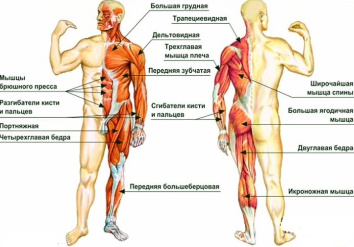 Sistemul musculo-scheletic, aparatul uman. Funcții