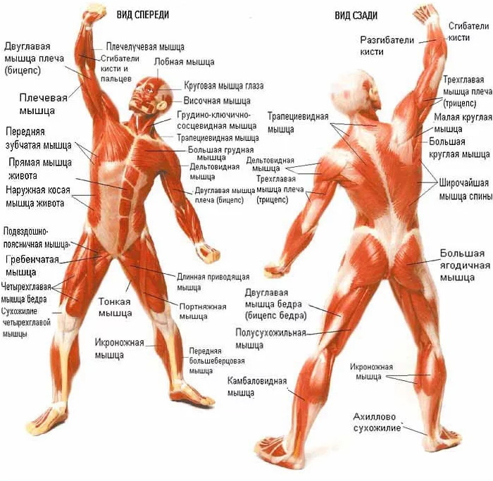 Ljudski mišići crtaju s potpisima za masažu. Anatomija, dijagram s naslovima