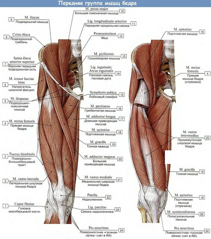 Menschliche Beinmuskulatur. Foto mit Beschreibung, Anatomie, Diagramm